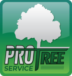 Top-Rated Tree Service & Tree Removal Company in Chicago | Pro Tree Service