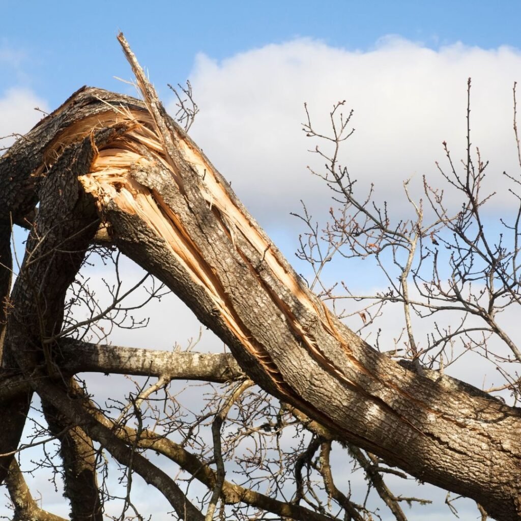 THE BENEFITS OF PROFESSIONAL TREE SERVICES - Pro Tree Service
