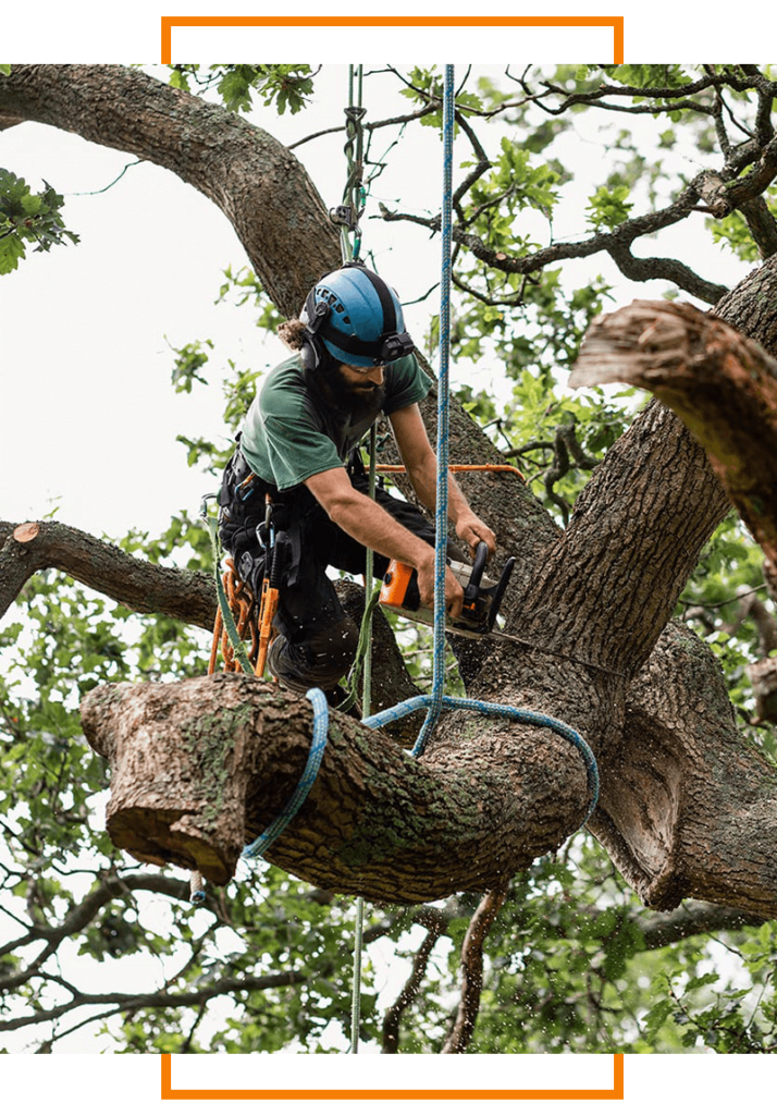 Tree Removal Chicago - Expert Tree & Bush Removal Services