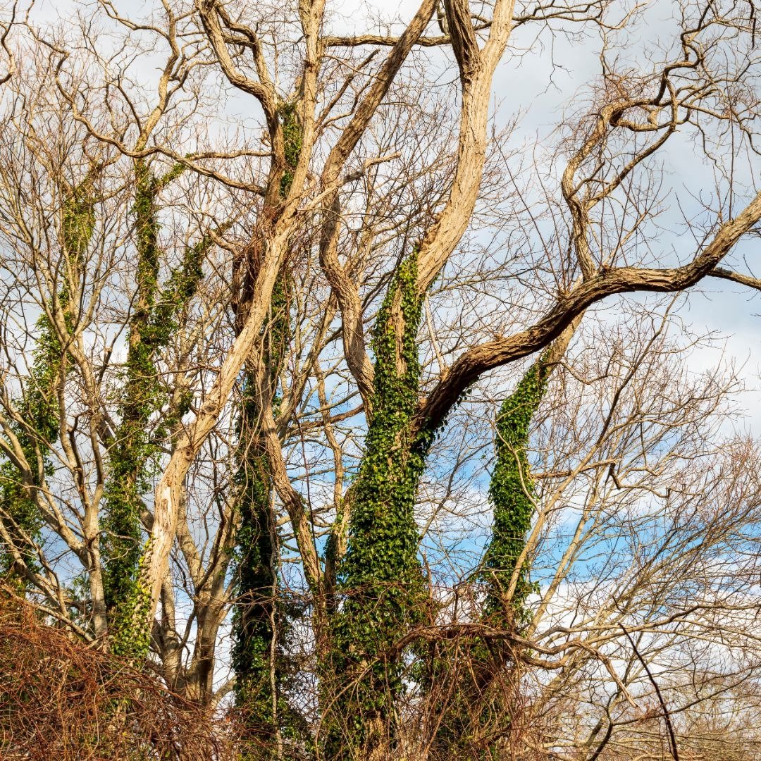 Storm-damaged trees in bare branches — Tree service River Grove, IL