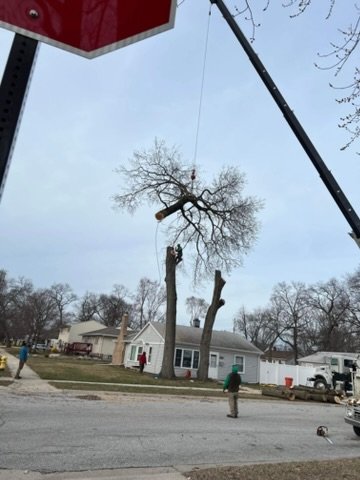 Gallery - Pro Tree Service