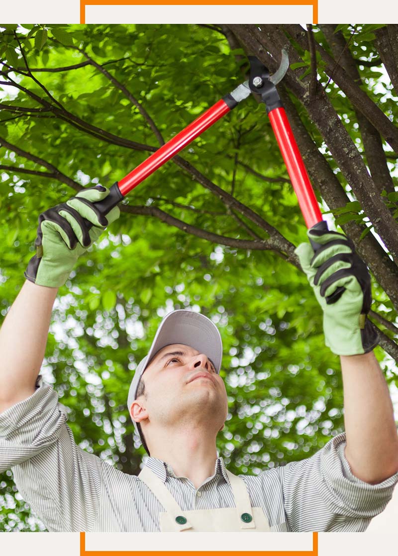 tree trimming