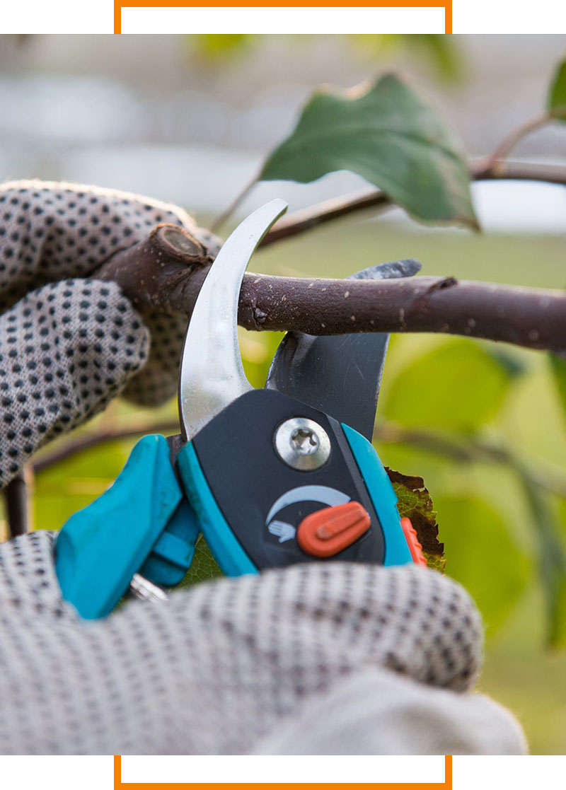 pruning branch