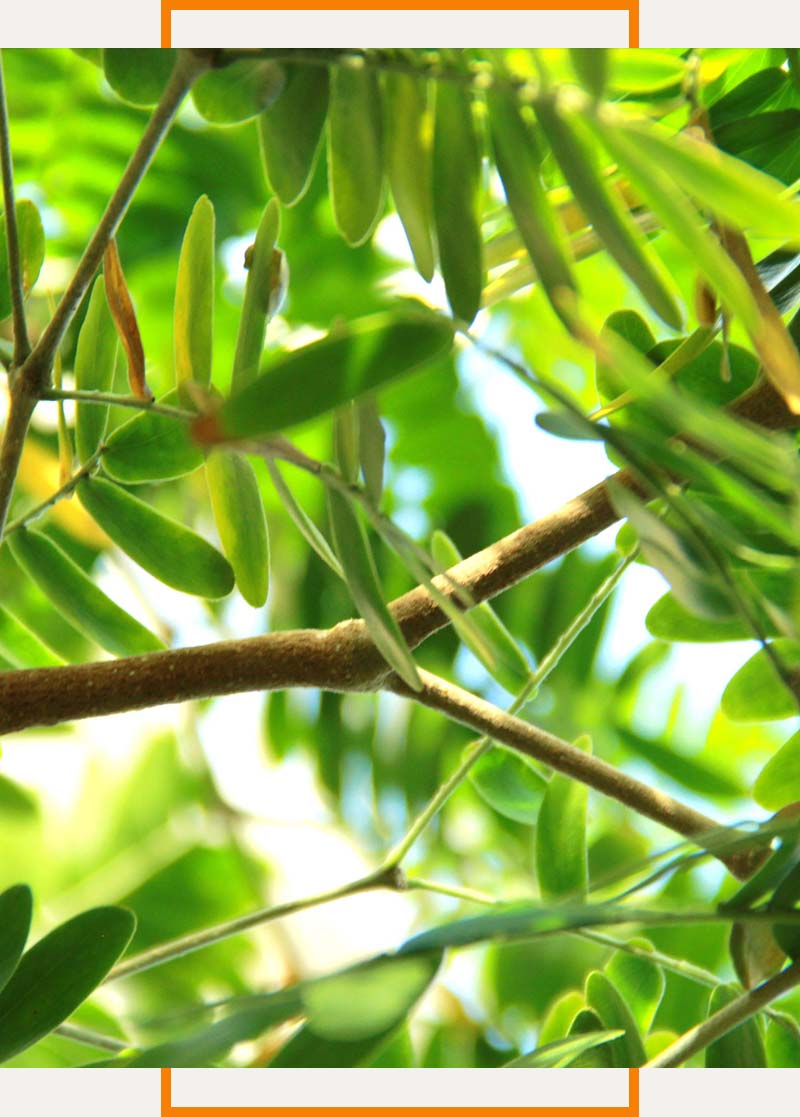 closeup of tree branches