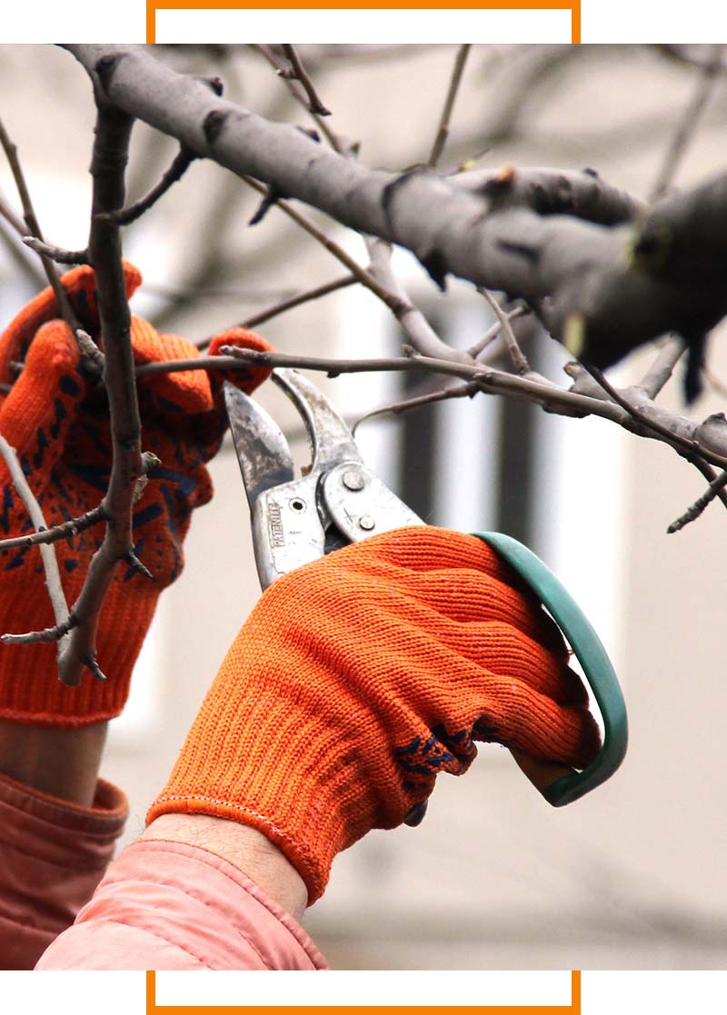 tree pruning
