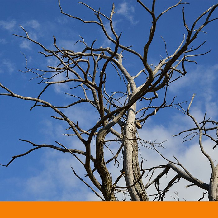 dead tree