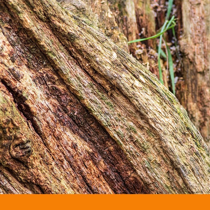rotting tree