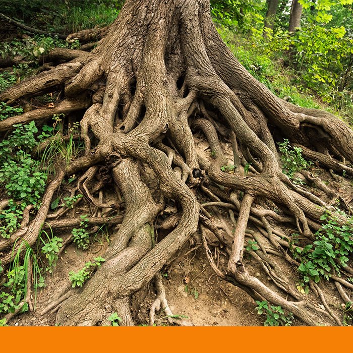 tree with lots of exposed roots