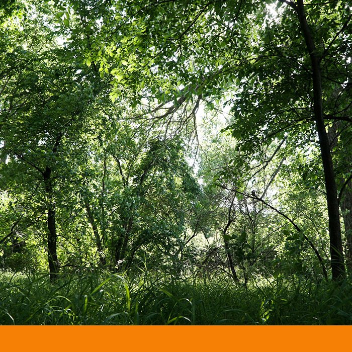 overgrown trees