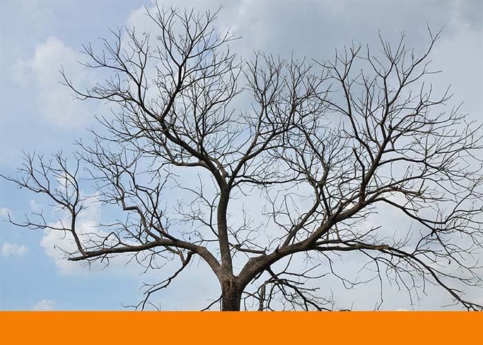 dead tree