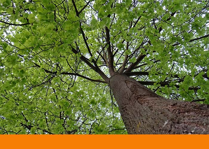 overgrown large tree