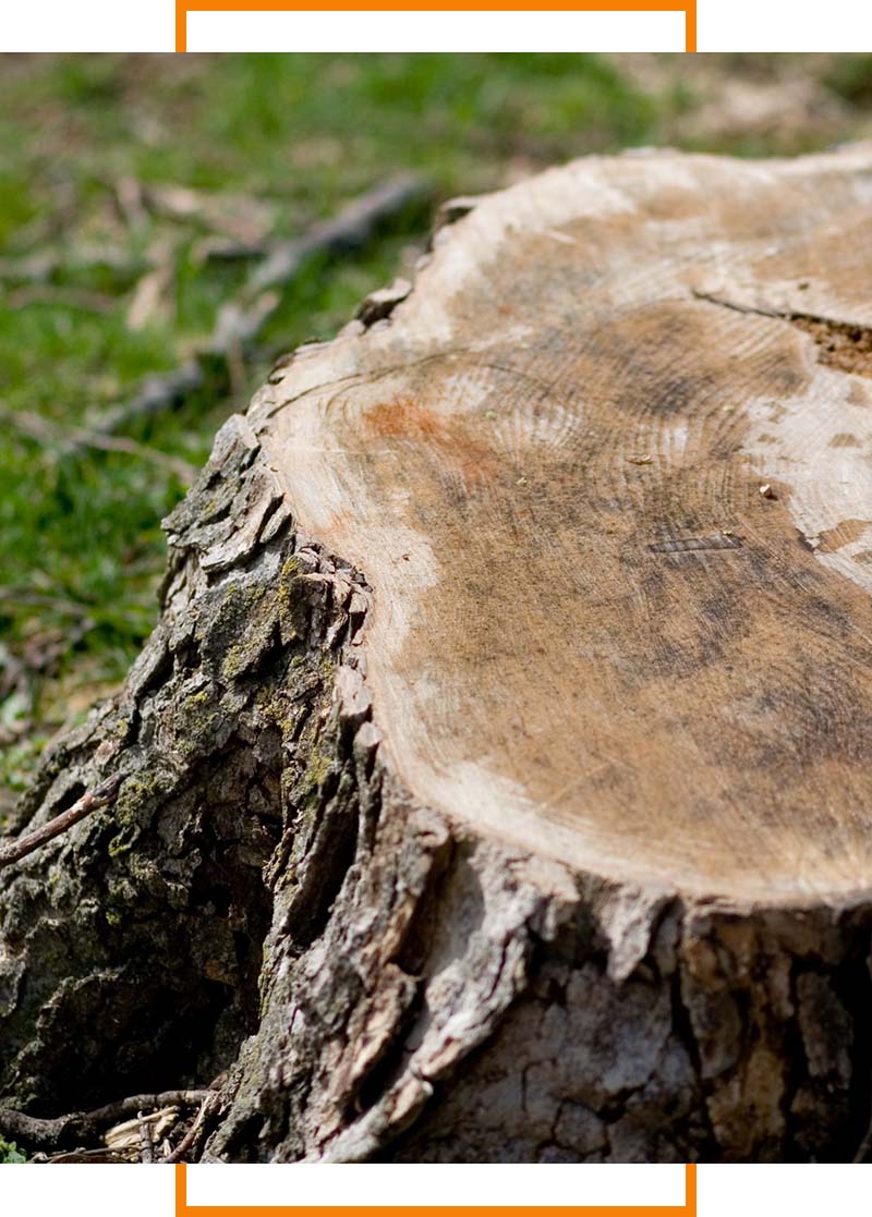 close up of tree stump