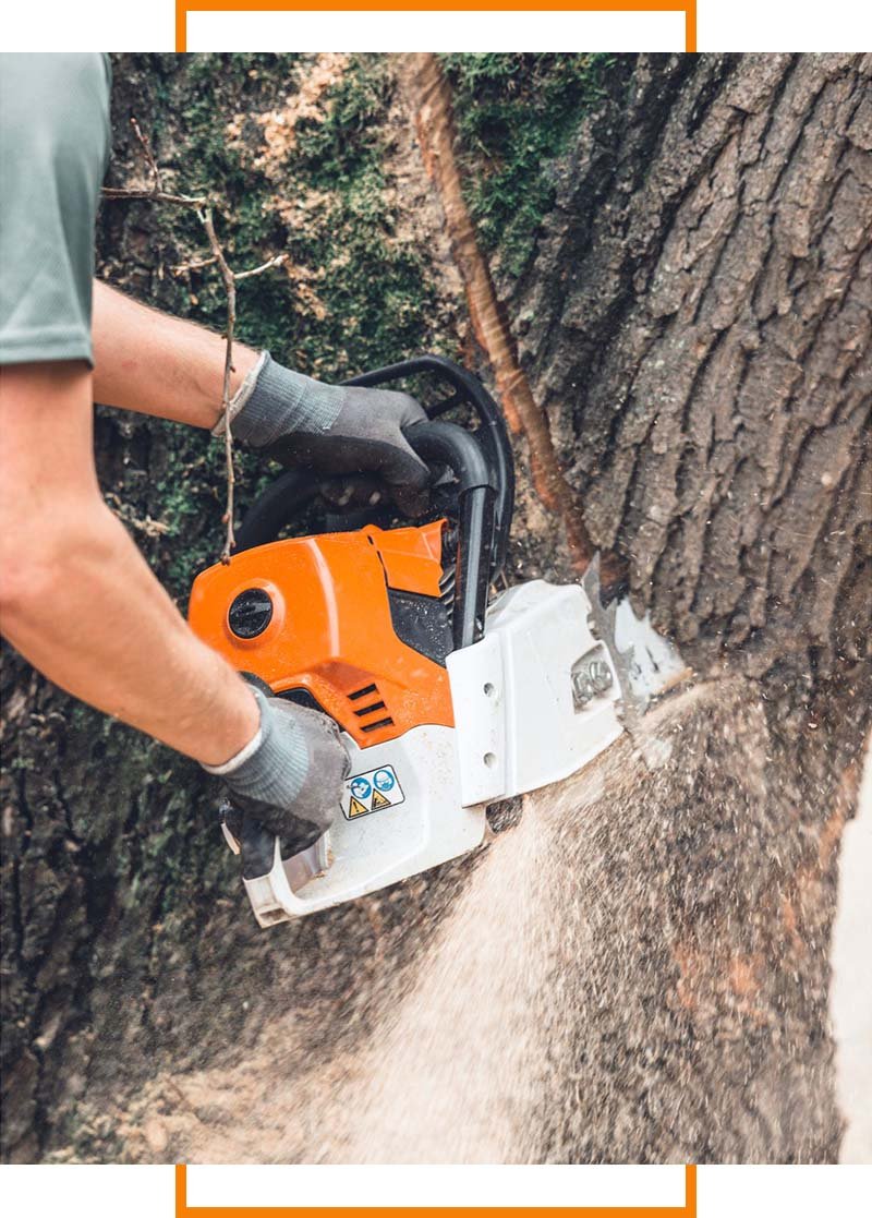 man cutting tree with chainsaw