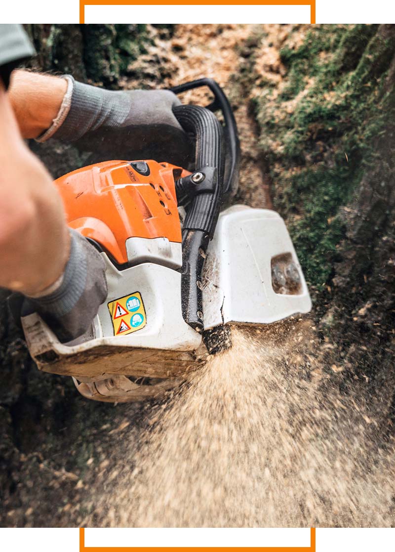 chainsaw cutting tree