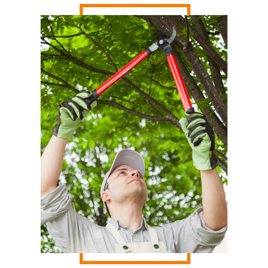 professional pruning in gary