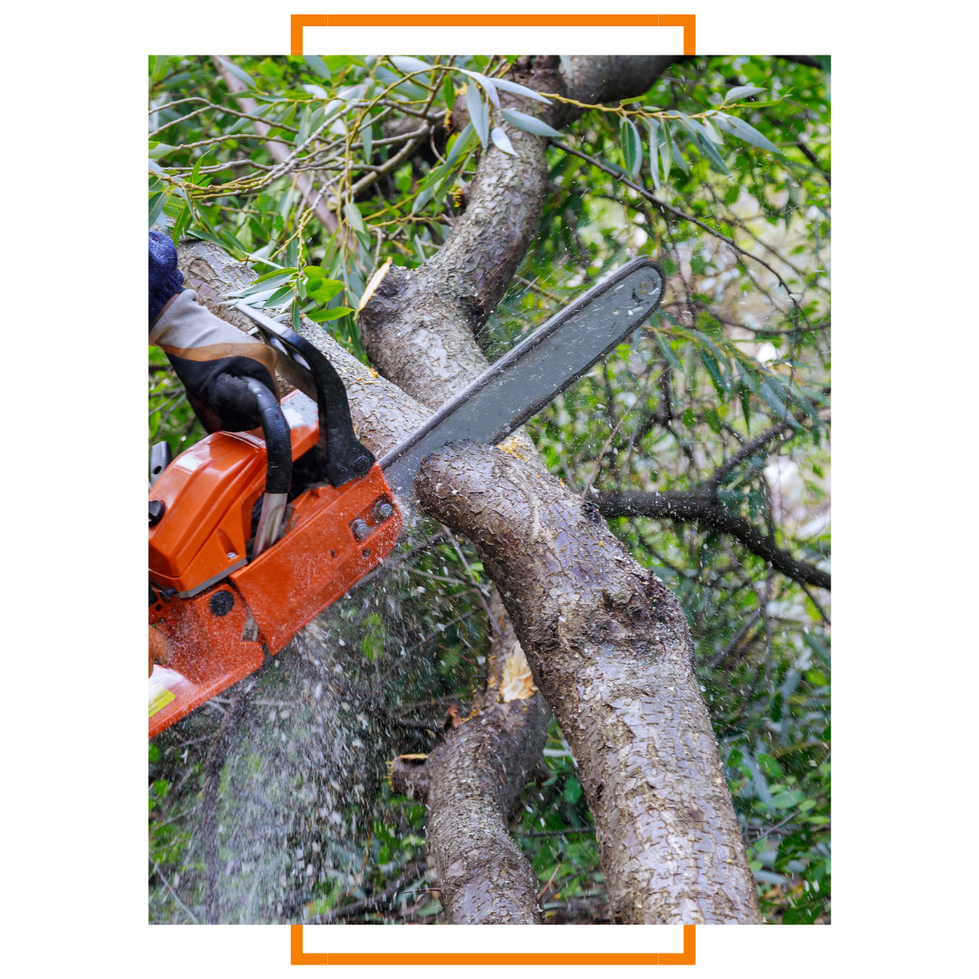 safe tree care practices