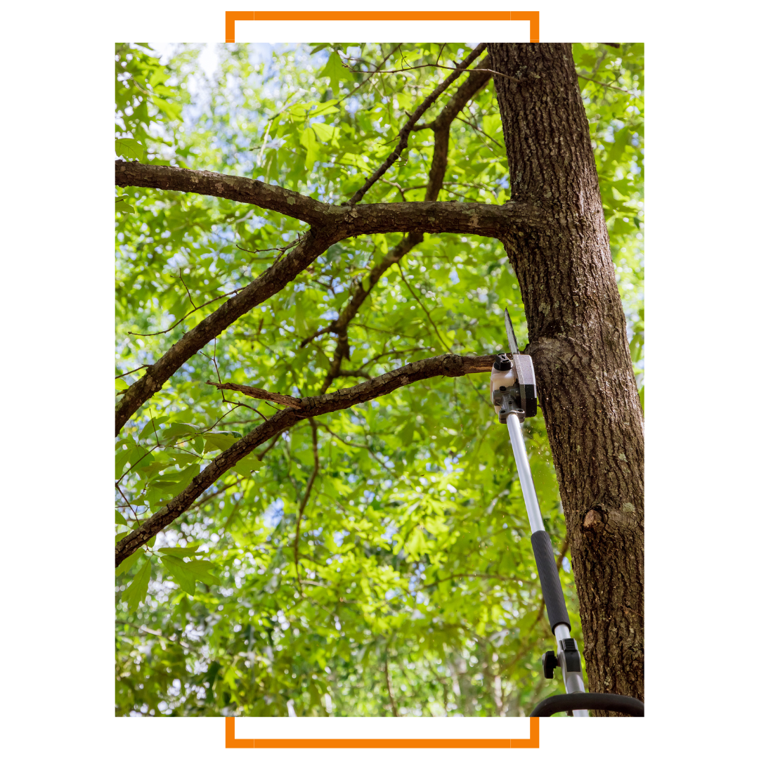 tree trimming
