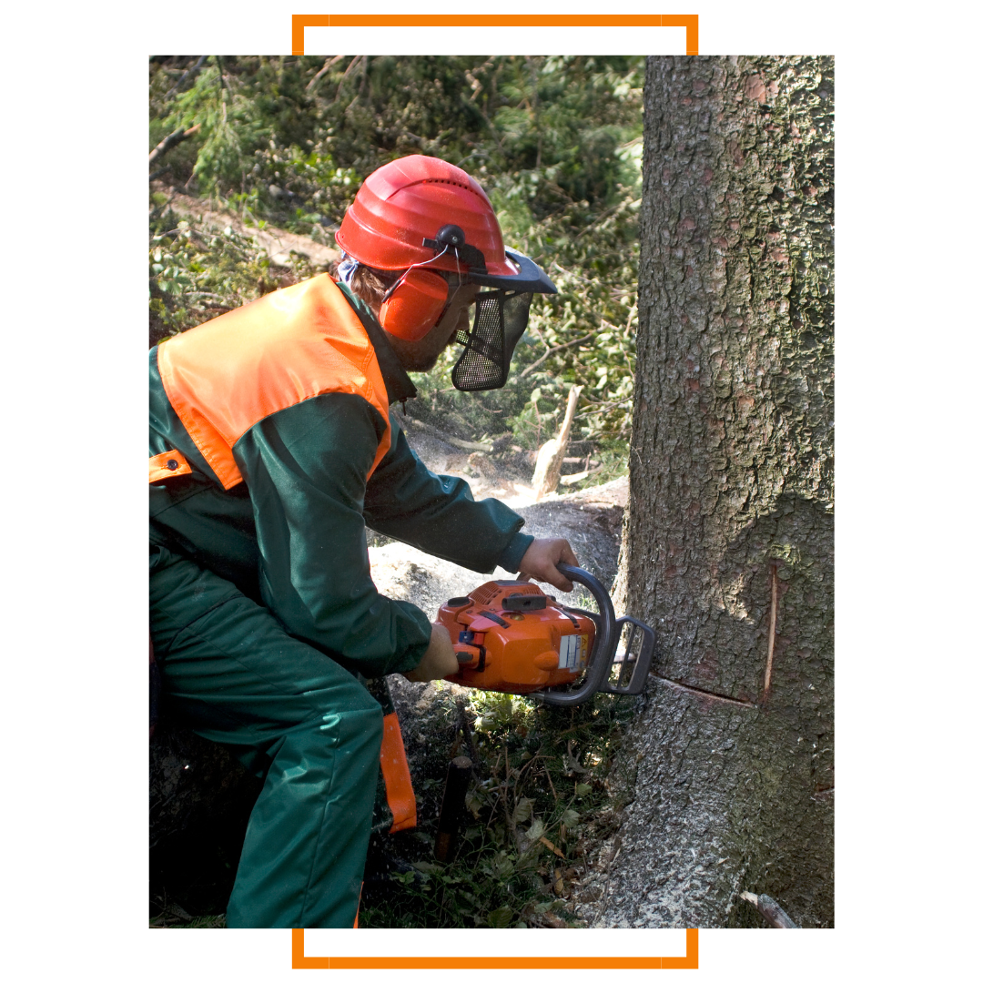 tree removal