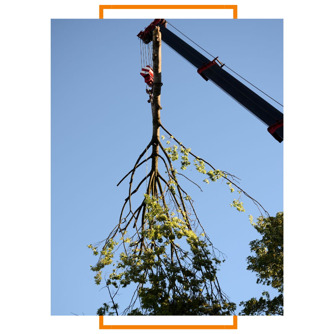 Pro Tree Pro Tree Service - Tree Trimming and Removal in Hobart