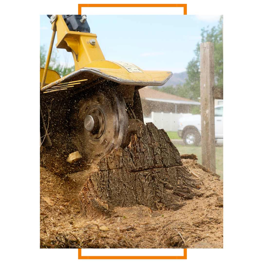 tree removal process