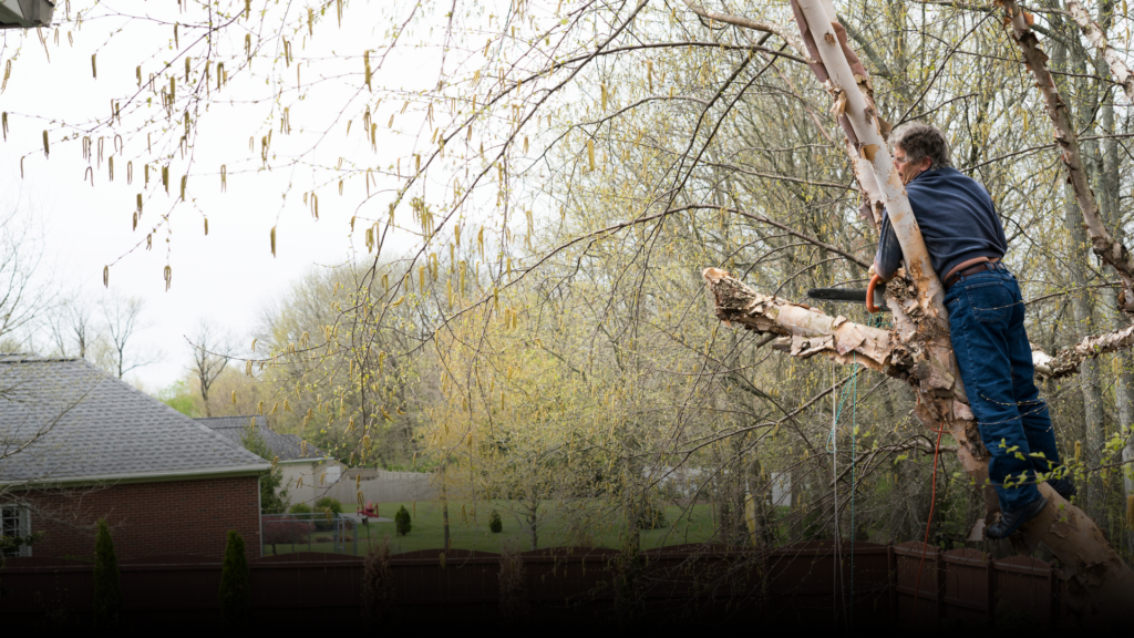 Pro Tree Service - Tree Trimming and Removal in Hobart