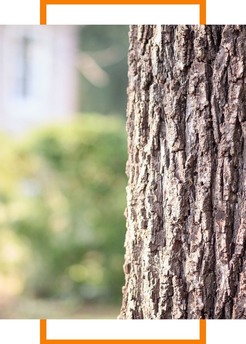 Close-up photo of a tree