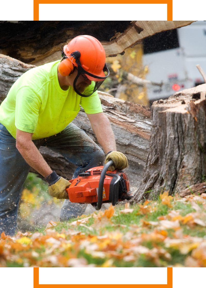 Person using a chainsaw to cut a tree