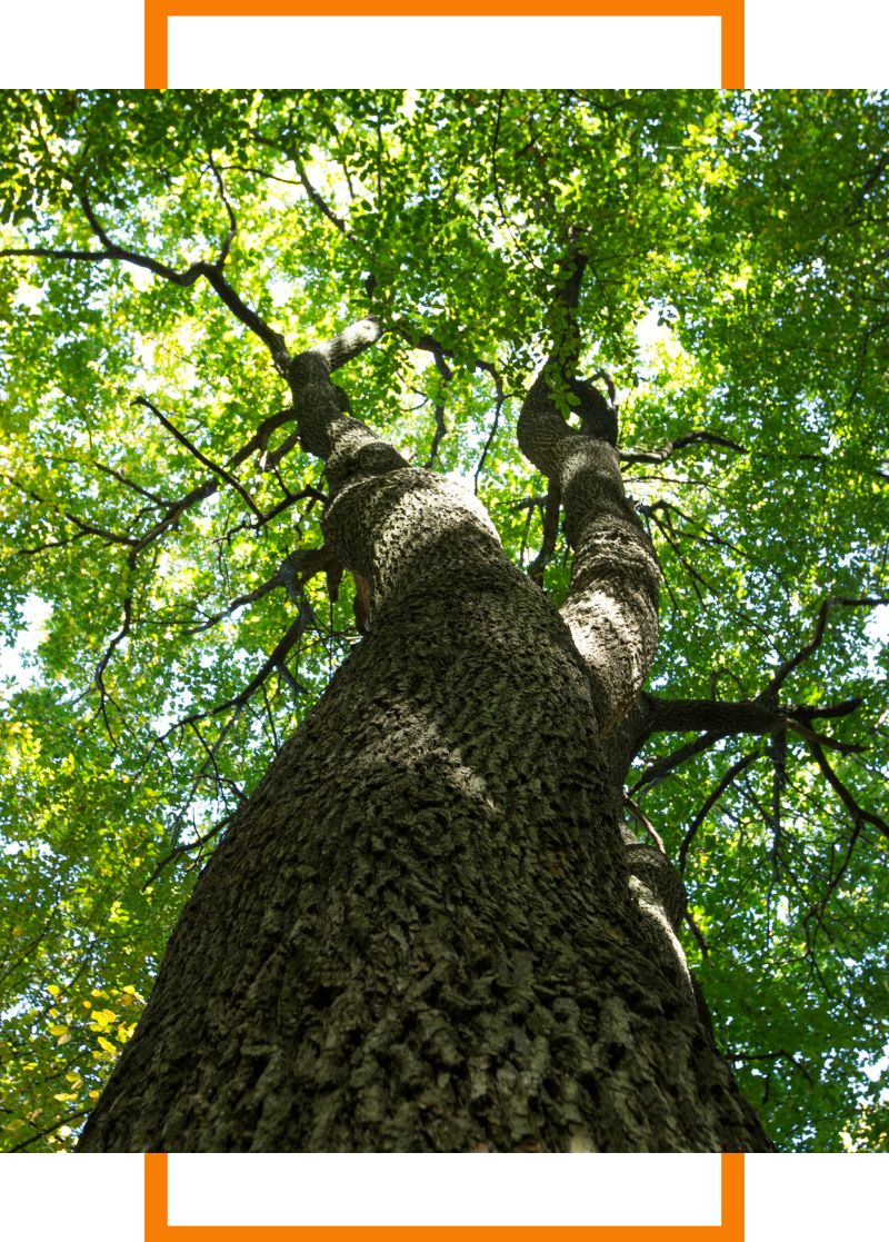 Close-up photo of a large tree