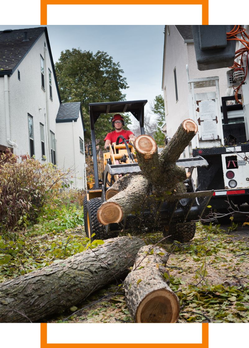 Person moving a removed tree