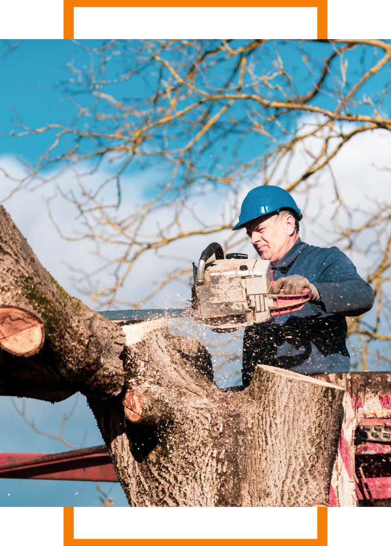 Person cutting a tree with a chainsaw