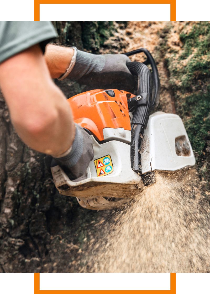 Close-up of a person cutting a tree with a chainsaw