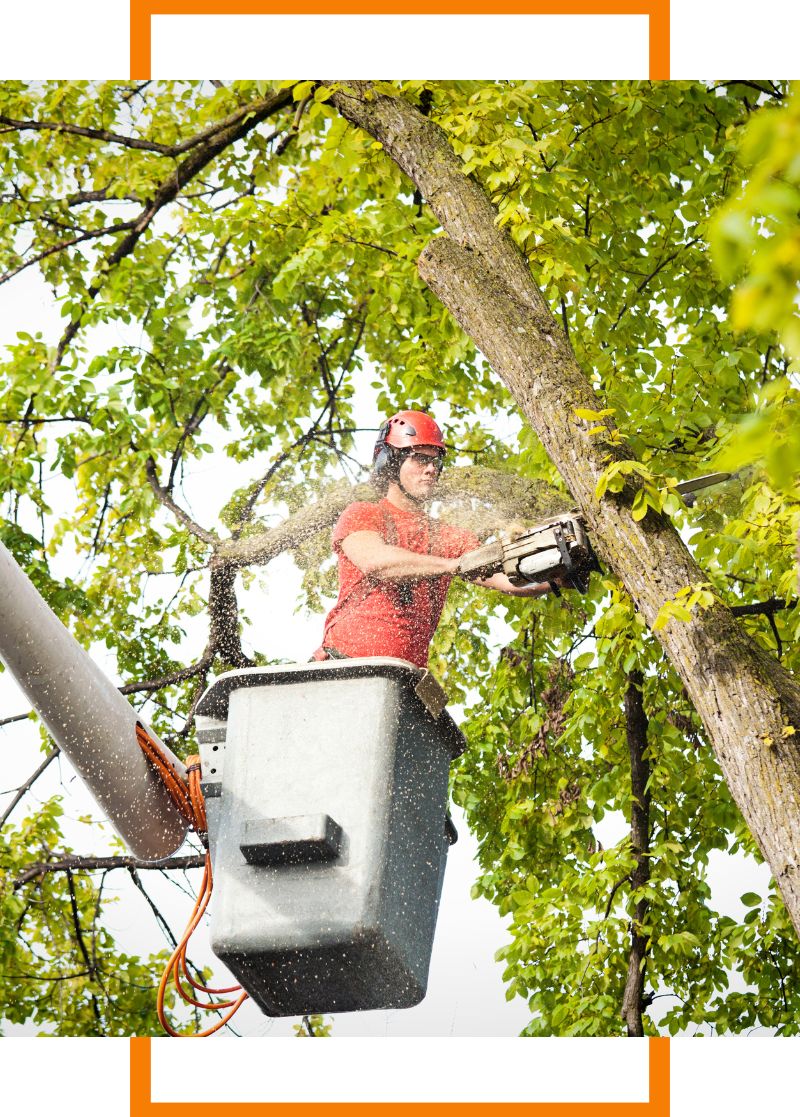 Person trimming a tree with a chainsaw