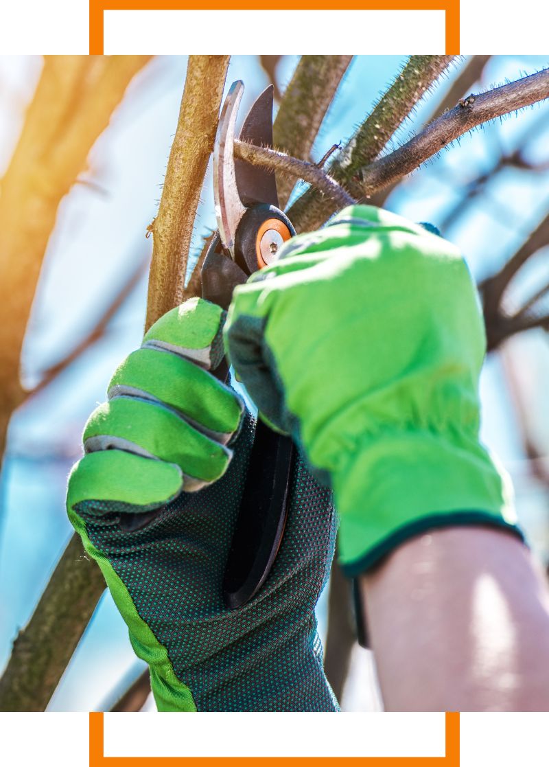 Close-up of a person trimming a tree