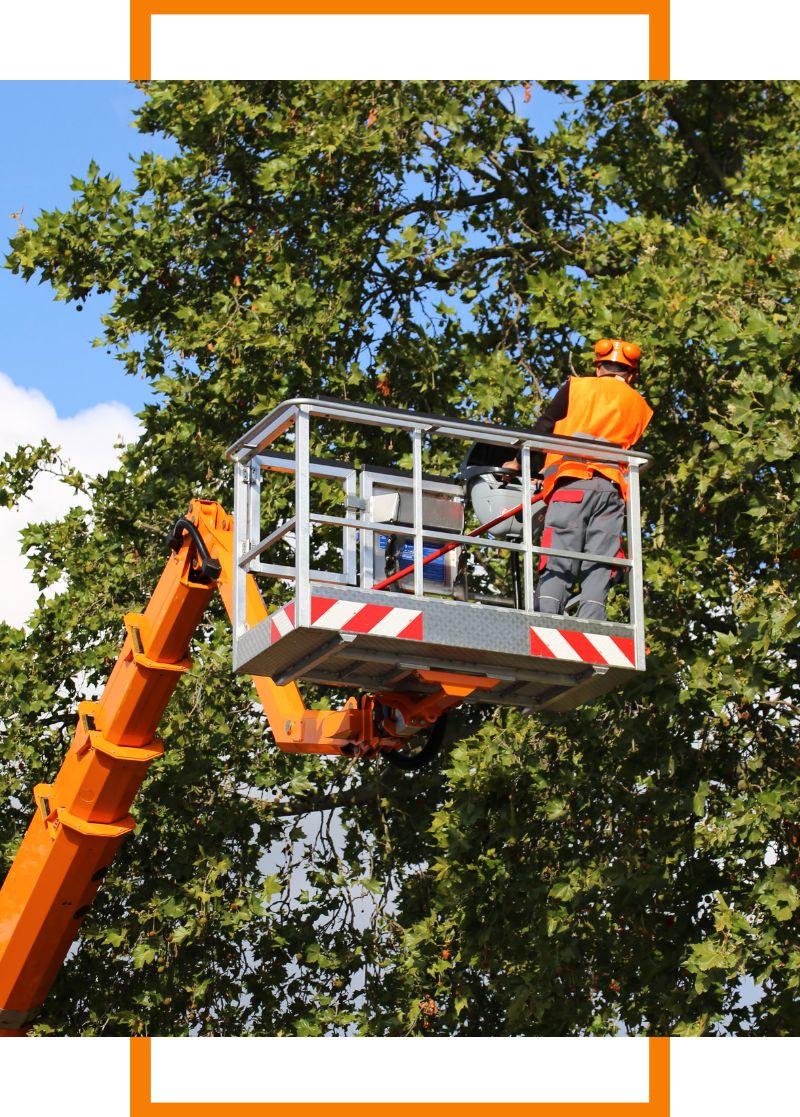 Person on a crane cutting a tree