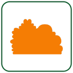 bush icon