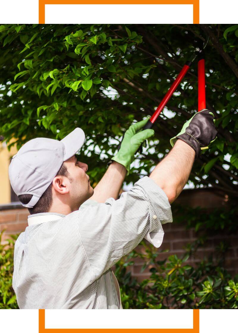 tree trimming services