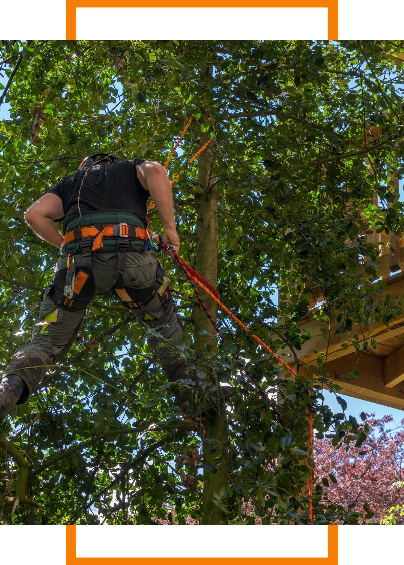 tree trimming in high tree