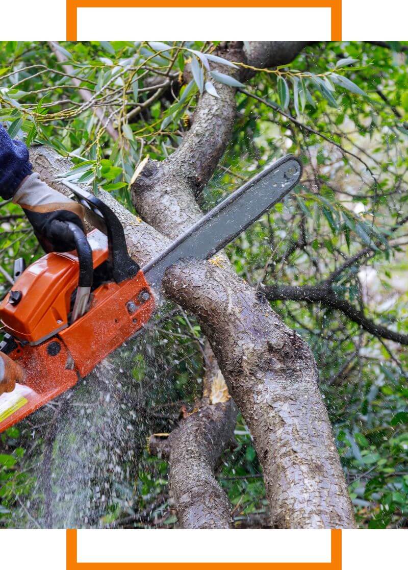 tree removal