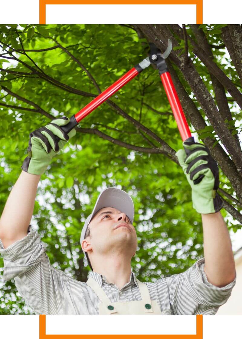 tree trimming