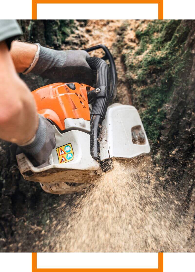 tree removal services