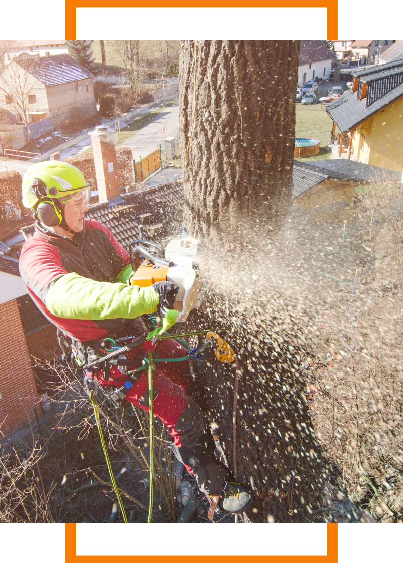 Person sawing a tree by a home