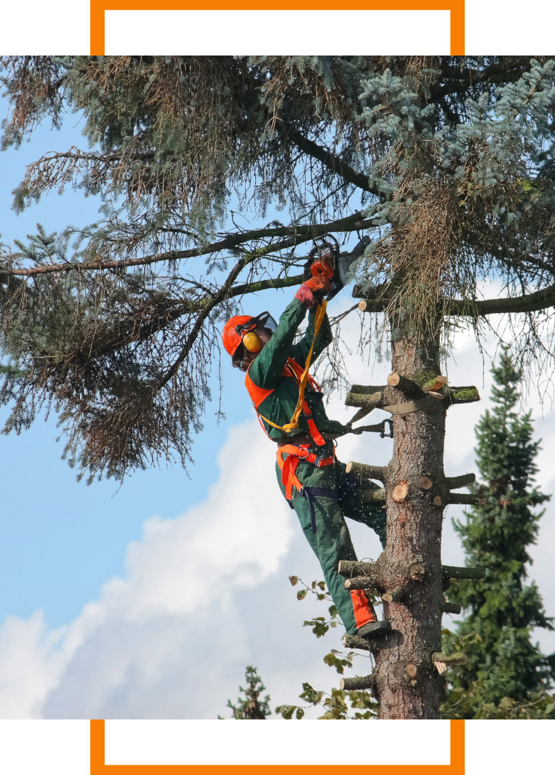 Person scaling a tree