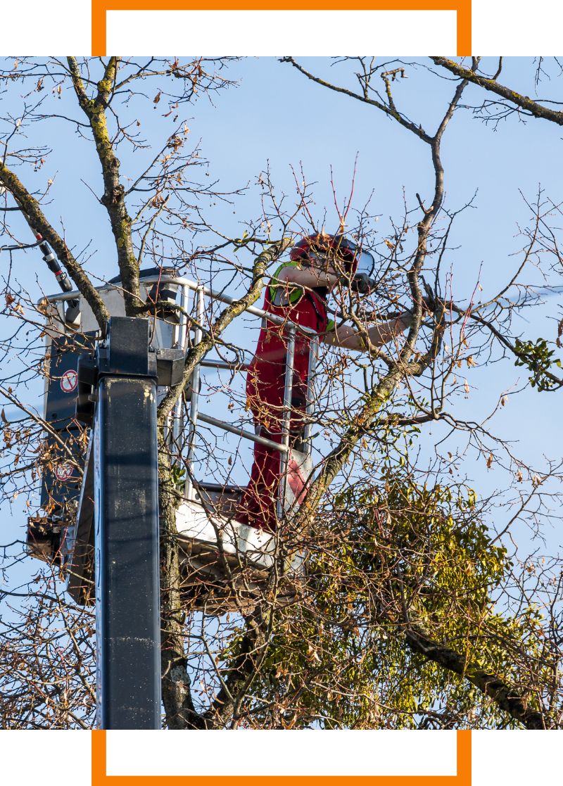 person trimming tree