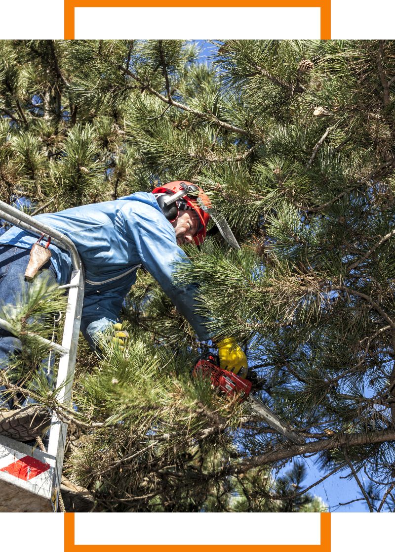 person trimming tree