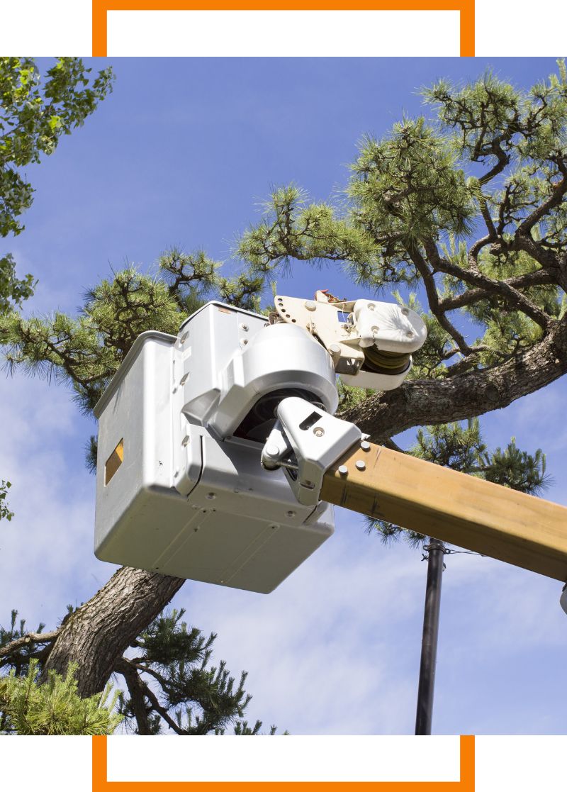 equipment to trim tree