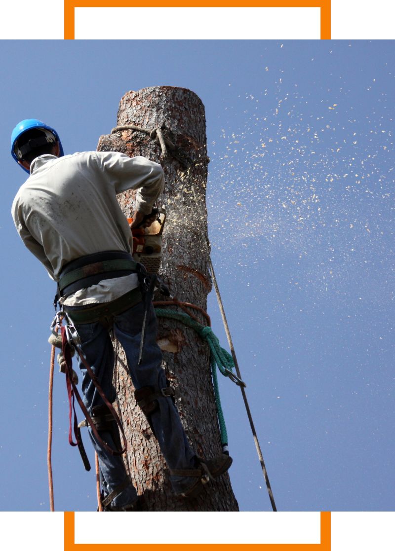 person cutting down tree