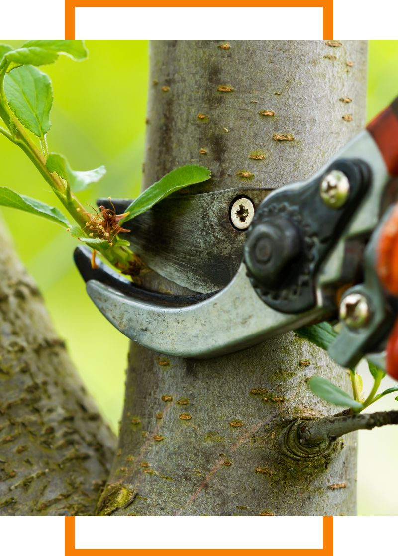 tree being trimmed