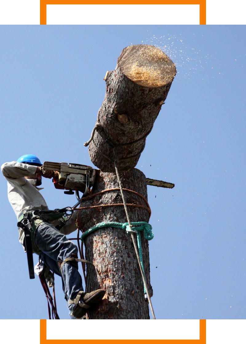 tree being cut
