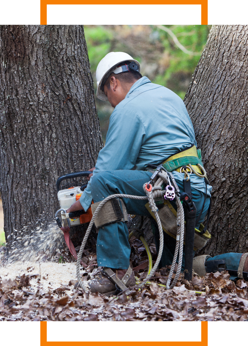 Person using a chainsaw on tree roots