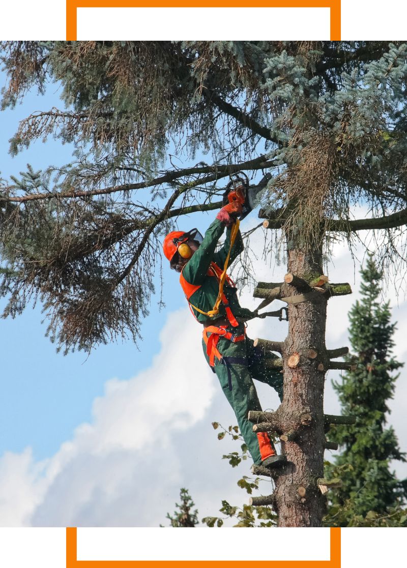 tree being trimmed
